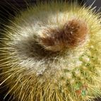 Parodia leninghausii (enviado por Jordi-Domenech el 2012-07-07)