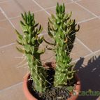 Collecion de Jordi-Domenech