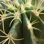 Collecion de Jordi-Domenech