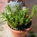 Austrocylindropuntia subulata f. monstruosa (enviado por Jordi-Domenech el 2012-09-05)