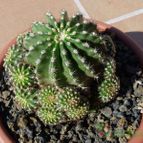 Echinopsis oxygona (enviado por Jordi-Domenech el 2012-07-08)