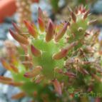 Collecion de Jordi-Domenech