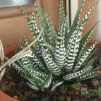 Haworthia attenuata (enviado por Jordi-Domenech el 2021-06-17)