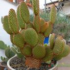Opuntia microdasys ssp. rufida (enviado por Jordi-Domenech el 2012-07-08)