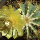 Parodia magnifica (enviado por Jordi-Domenech el 2012-07-09)