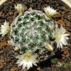 Mammillaria duwei (enviado por Jordi-Domenech el 2012-07-18)