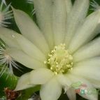 Collecion de Jordi-Domenech