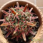 Ferocactus recurvus (enviado por Jordi-Domenech el 2012-07-13)