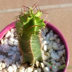 Euphorbia canariensis (enviado por Jordi-Domenech el 2021-06-19)