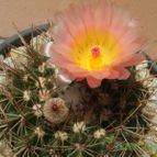 Parodia roseolutea (enviado por Jordi-Domenech el 2012-07-17)