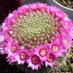 Mammillaria zeilmanniana (enviado por Jordi-Domenech el 2012-07-18)