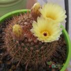 Parodia erubescens (enviado por Jordi-Domenech el 2012-11-01)