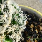 Collecion de Jordi-Domenech