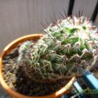 Mammillaria microhelia (enviado por Jordi-Domenech el 2012-07-21)