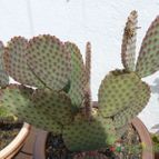 Opuntia basilaris (enviado por Jordi-Domenech el 2012-07-21)