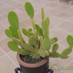 Opuntia microdasys subsp. microdasys (enviado por Jordi-Domenech el 2012-07-21)