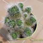 Mammillaria bocasana ssp. bocasana (enviado por Jordi-Domenech el 2012-07-21)
