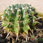 Parodia mammulosa subsp. submammulosus (enviado por Jordi-Domenech el 2012-07-23)