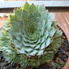 Sempervivum montanum (enviado por Jordi-Domenech el 2012-07-23)