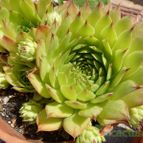 Sempervivum tectorum (enviado por Jordi-Domenech el 2012-07-23)