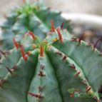 Euphorbia horrida (enviado por Jordi-Domenech el 2012-07-30)
