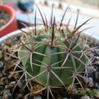 Melocactus lemairei (enviado por Jordi-Domenech el 2012-08-08)