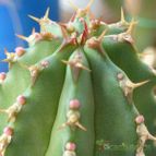 Euphorbia officinarum (enviado por Jordi-Domenech el 2012-08-03)