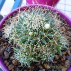 Mammillaria decipiens ssp. camptotricha (enviado por Jordi-Domenech el 2012-08-04)