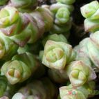 Crassula rupestris ssp. marnieriana (enviado por Jordi-Domenech el 2012-08-05)