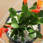 Hatiora x graeseri (HIBRIDO) (enviado por Jordi-Domenech el 2013-05-19)