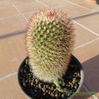 Mammillaria spinosissima ssp. spinosissima (enviado por Jordi-Domenech el 2012-08-08)