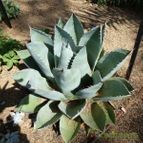 Agave parryi (enviado por Jordi-Domenech el 2012-09-08)