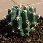 Ferocactus peninsulae fma. brevispina (enviado por Jordi-Domenech el 2012-09-11)