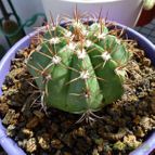 Melocactus matanzanus (enviado por Jordi-Domenech el 2012-09-11)