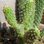 Collecion de Jordi-Domenech