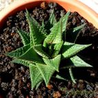 Haworthia limifolia (enviado por Jordi-Domenech el 2012-09-15)
