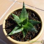 Aloe ferox (enviado por Jordi-Domenech el 2012-09-17)