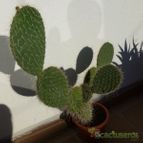 Opuntia polyacantha var. erinacea (enviado por Jordi-Domenech el 2013-02-02)