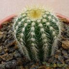 Parodia schumanniana (enviado por Jordi-Domenech el 2012-10-01)
