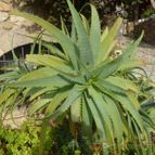 Aloe arborescens (enviado por Jordi-Domenech el 2012-10-07)
