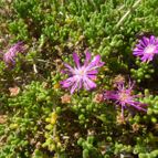 Drosanthemum floribundum (enviado por Jordi-Domenech el 2012-10-08)
