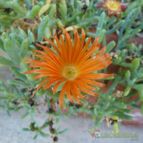Delosperma coperi (enviado por Jordi-Domenech el 2012-10-11)