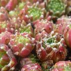 Sempervivum arachnoideum (enviado por Jordi-Domenech el 2012-10-12)