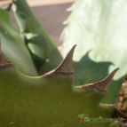 Collecion de Jordi-Domenech