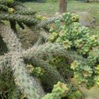 Cylindropuntia imbricata (enviado por Jordi-Domenech el 2012-10-20)