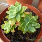 Collecion de Jordi-Domenech