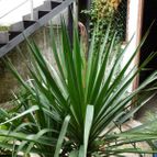 Yucca gloriosa (enviado por Jordi-Domenech el 2012-10-22)