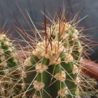 Neoraimondia herzogiana (enviado por Jordi-Domenech el 2012-10-29)