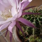 Echinopsis oxygona (enviado por Jordi-Domenech el 2012-11-04)