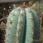 Echinopsis peruviana (enviado por Jordi-Domenech el 2012-11-06)